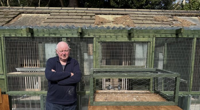 “I think it will be finished unfortunately” – The bleak future of pigeon racing Pigeon Racer, Paul Clemence, outside his loft - By Daniel Moffat